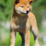 Akira-female-Shiba-Inu-puppy-for-sale-5