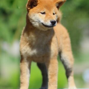 Akira Shiba Inu Akira Shiba Inu