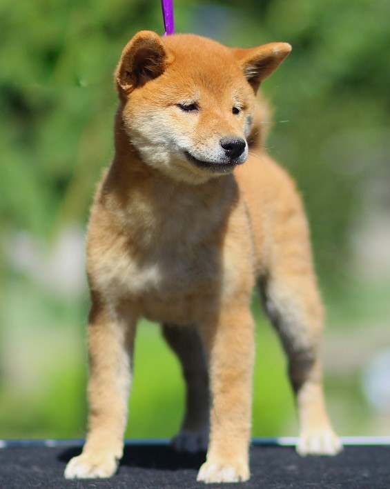 Akira Shiba Inu Akira Shiba Inu