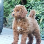Albert-male-miniature-poodle-puppy-for-sale- (1)