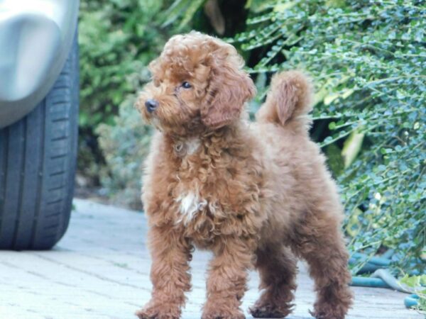 Albert Miniature Poodle Albert Miniature Poodle