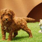 Albert-male-miniature-poodle-puppy-for-sale- (1)