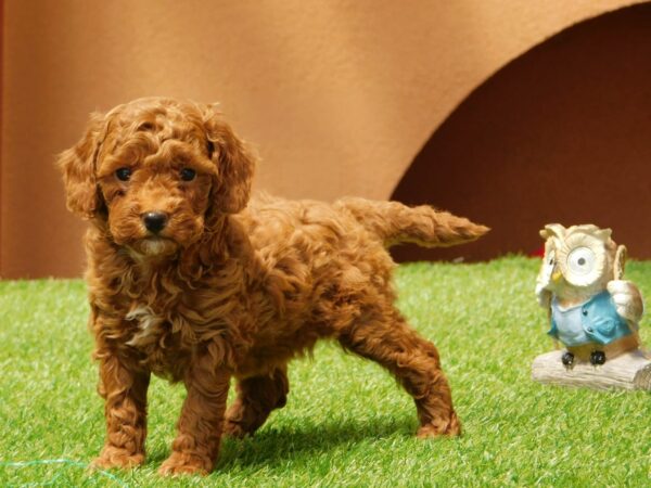 Albert Miniature Poodle Albert Miniature Poodle