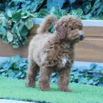 Albert-male-miniature-poodle-puppy-for-sale- (2)