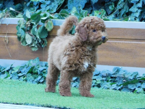 Albert Miniature Poodle Albert Miniature Poodle