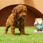 Albert-male-miniature-poodle-puppy-for-sale- (2)