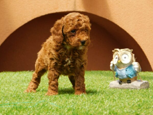 Albert Miniature Poodle Albert Miniature Poodle
