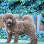 Albert-male-miniature-poodle-puppy-for-sale- (3)