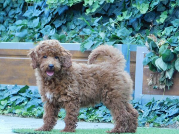Albert Miniature Poodle Albert Miniature Poodle