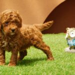 Albert-male-miniature-poodle-puppy-for-sale- (3)