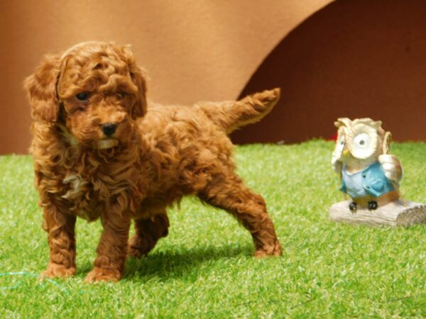 Albert Miniature Poodle Albert Miniature Poodle