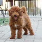 Albert-male-miniature-poodle-puppy-for-sale- (4)