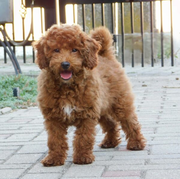 Albert Miniature Poodle Albert Miniature Poodle