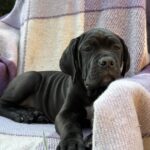 Aldan-male-cane-corso-puppy-for-sale-1 (1)