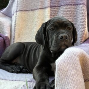 Aldan Cane Corso Aldan Cane Corso