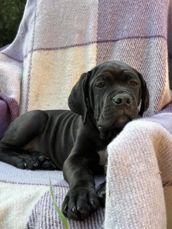 Aldan Cane Corso Aldan Cane Corso