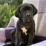 Aldan-male-cane-corso-puppy-for-sale-1 (2)