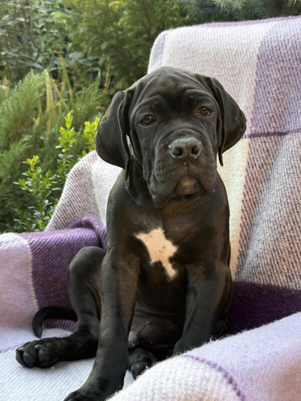 Aldan Cane Corso Aldan Cane Corso