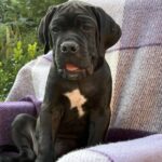 Aldan-male-cane-corso-puppy-for-sale-1 (3)