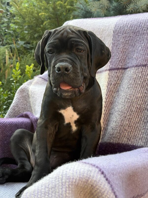 Aldan Cane Corso Aldan Cane Corso