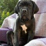 Aldan-male-cane-corso-puppy-for-sale-1 (6)