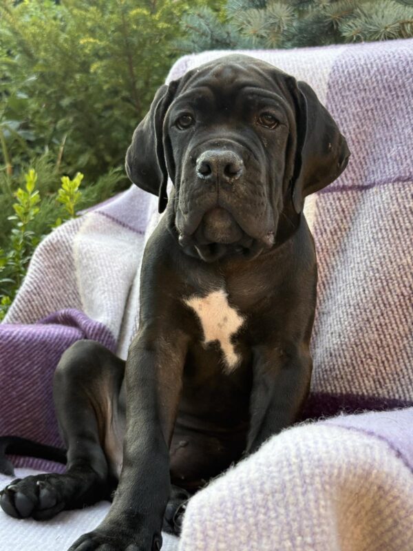 Aldan Cane Corso Aldan Cane Corso