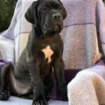 Aldan-male-cane-corso-puppy-for-sale-1 (7)