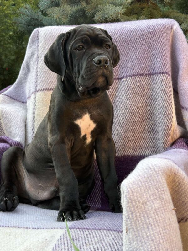 Aldan Cane Corso Aldan Cane Corso