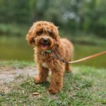 Alf-male-maltipoo-puppy-for-sale-1 (1)