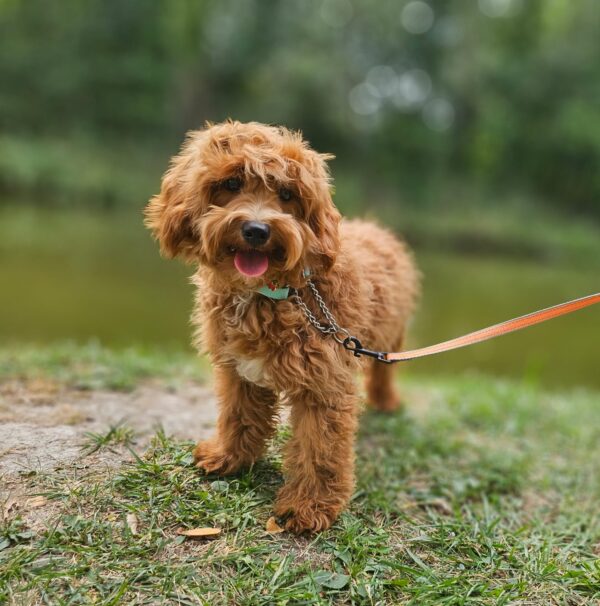 Alf Maltipoo Alf Maltipoo