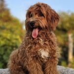 Alf-male-maltipoo-puppy-for-sale- (1)