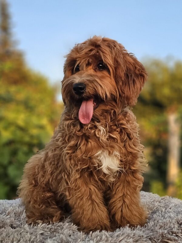 Alf Maltipoo Alf Maltipoo