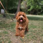 Alf-male-maltipoo-puppy-for-sale-1 (2)