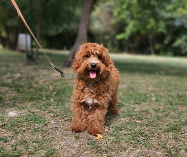 Alf Maltipoo Alf Maltipoo