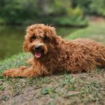 Alf-male-maltipoo-puppy-for-sale-1 (3)