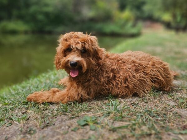 Alf Maltipoo Alf Maltipoo