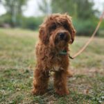 Alf-male-maltipoo-puppy-for-sale-1 (4)