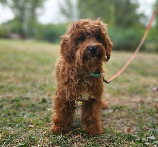 Alf Maltipoo Alf Maltipoo