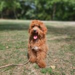 Alf-male-maltipoo-puppy-for-sale-1 (5)