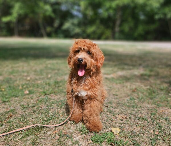 Alf Maltipoo Alf Maltipoo