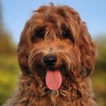 Alf-male-maltipoo-puppy-for-sale- (2)