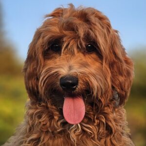 Alf Maltipoo Alf Maltipoo
