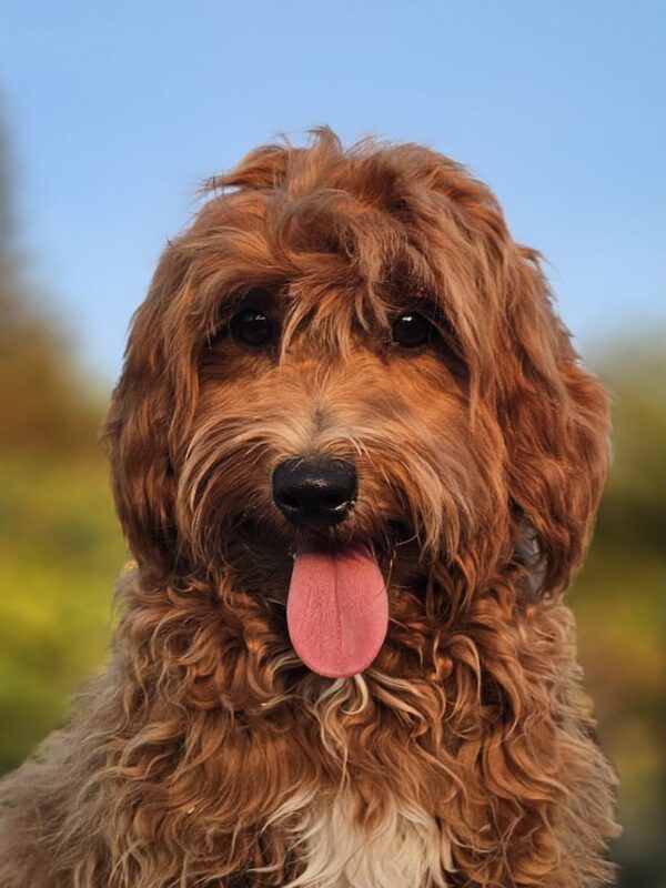 Alf Maltipoo Alf Maltipoo