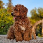 Alf-male-maltipoo-puppy-for-sale- (4)
