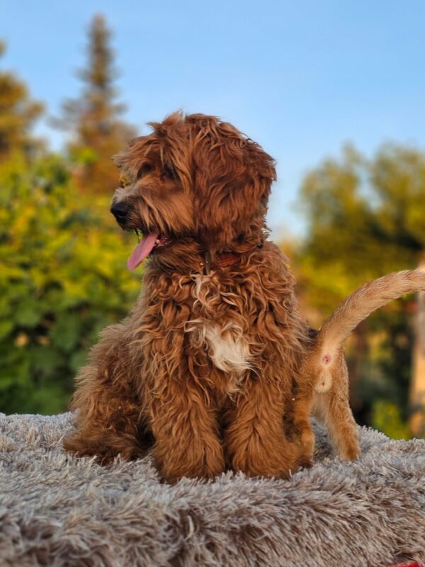 Alf Maltipoo Alf Maltipoo