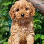 Alisa-female-Cavapoo-puppy-for-sale-1