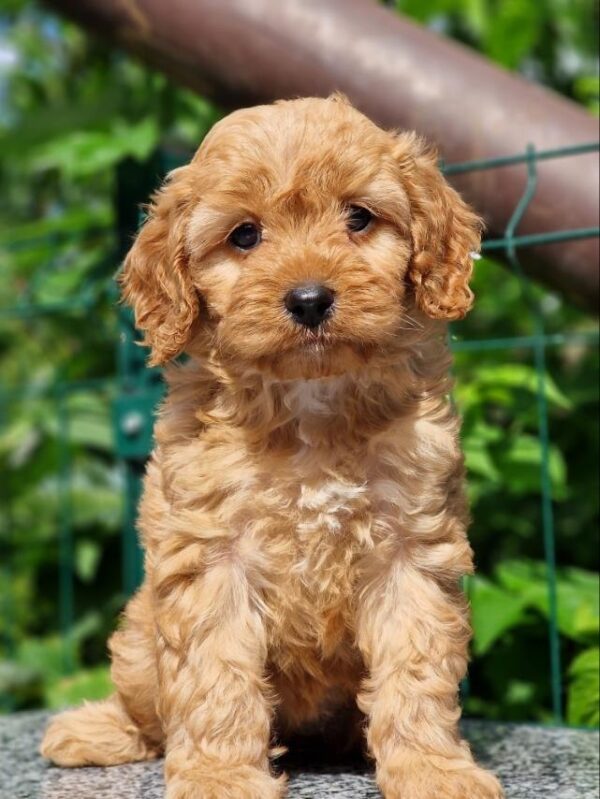 Alisa Cavapoo Alisa Cavapoo
