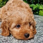 Alisa-female-Cavapoo-puppy-for-sale-2
