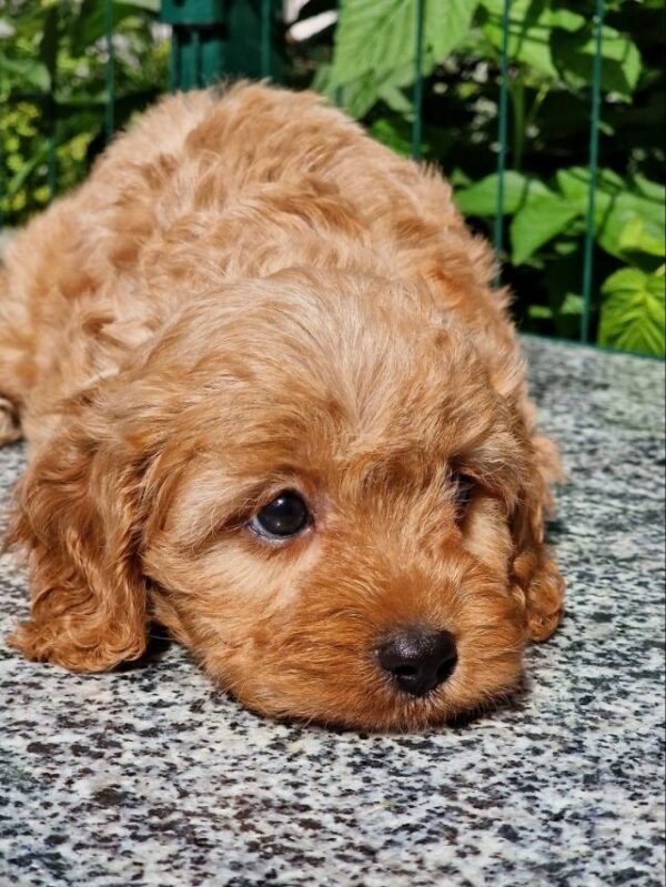 Alisa Cavapoo Alisa Cavapoo