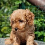 Alisa-female-Cavapoo-puppy-for-sale-3
